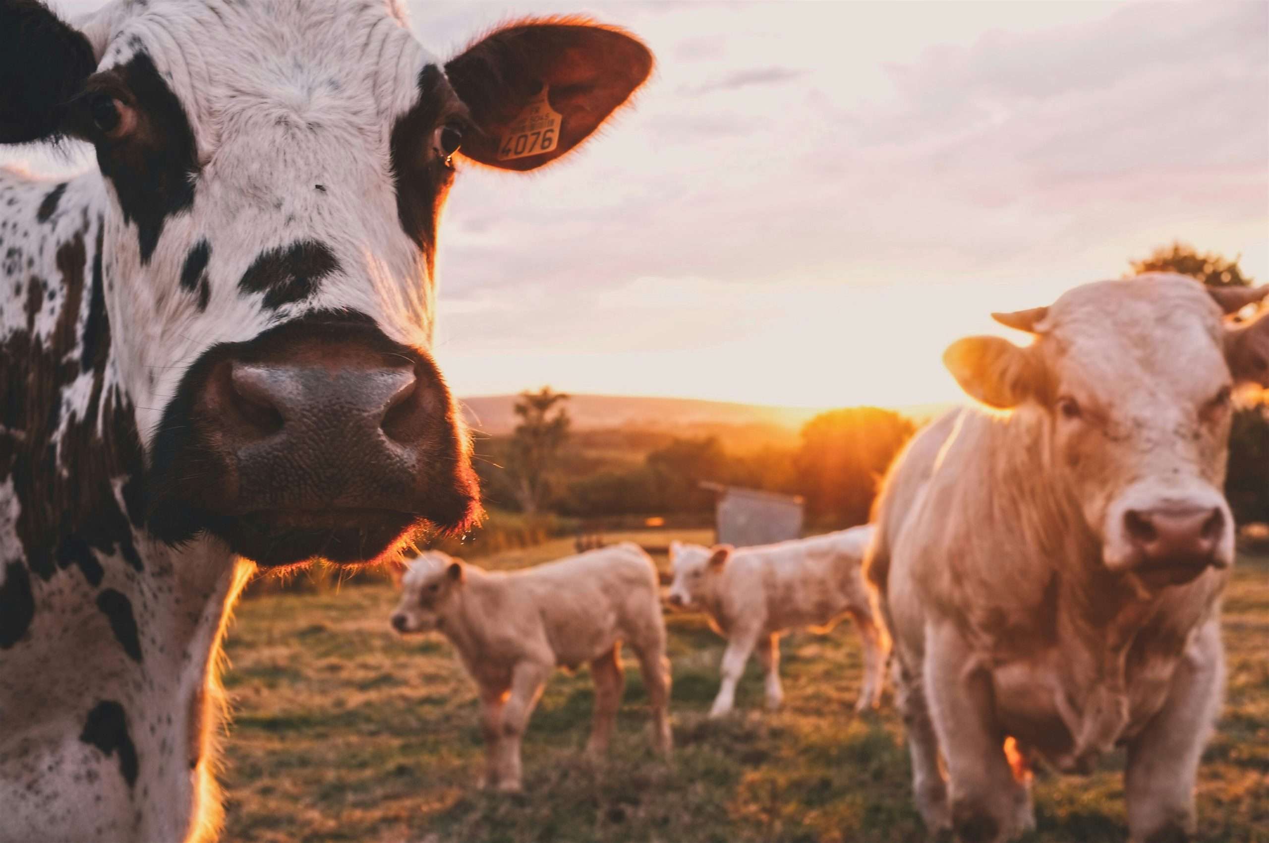 Tudo o Que Você Precisa Saber para se Tornar um Profissional de Produtos Agrícolas!