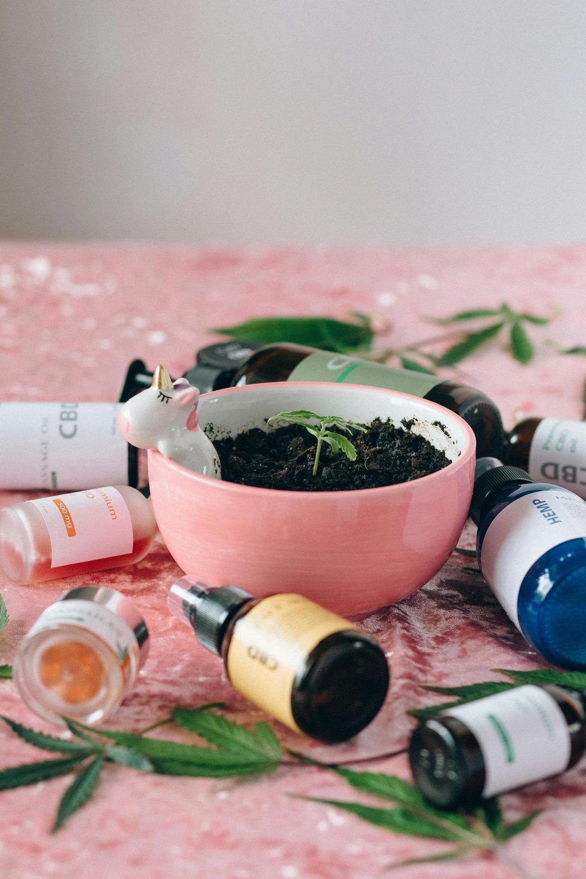 Moringa Magic: Como Integrar Produtos Saudáveis em Seu Empreendedorismo em Saúde