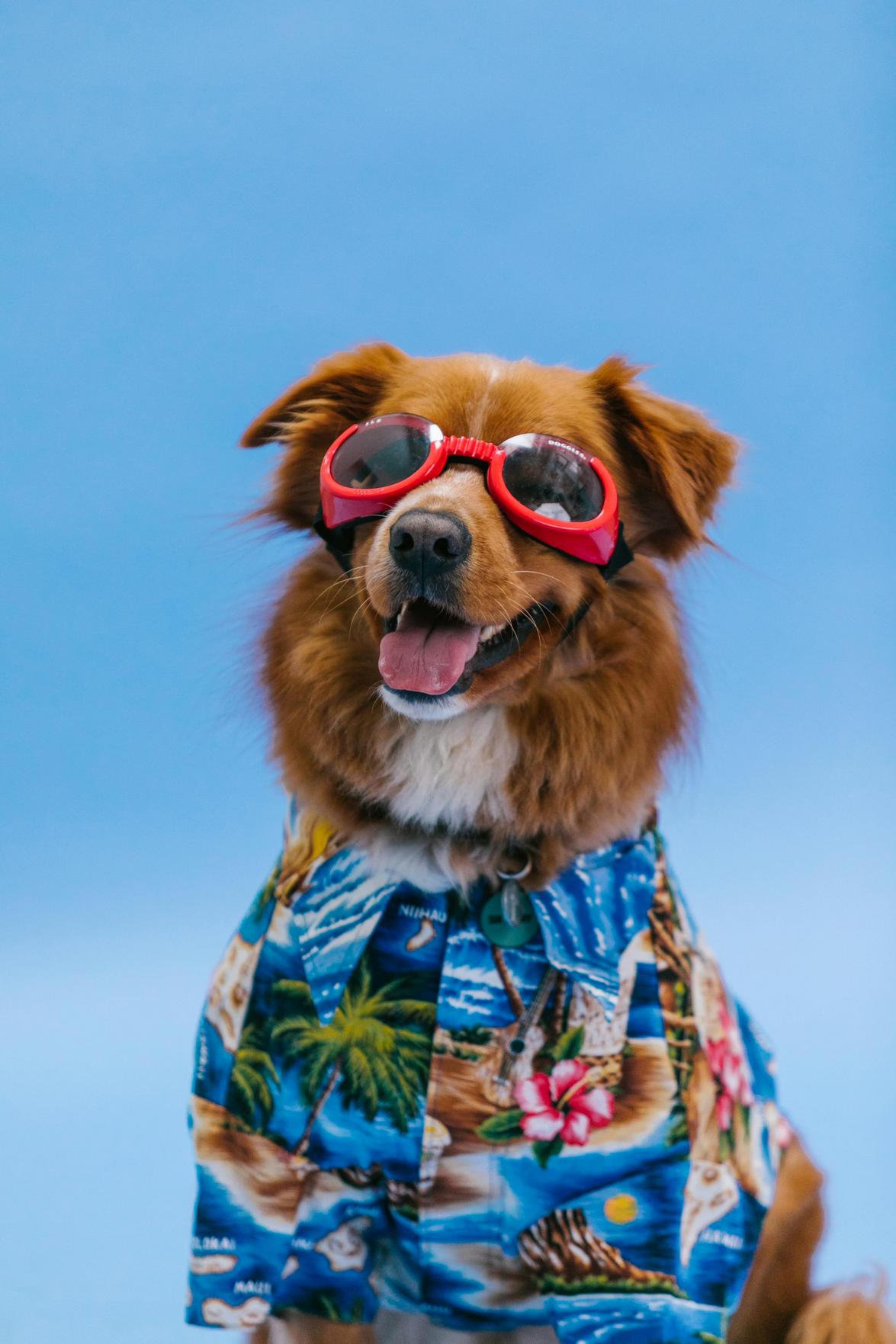 Como Conquistar Clientes e Impulsionar as Vendas de Agasalhos para Pets com Criatividade
