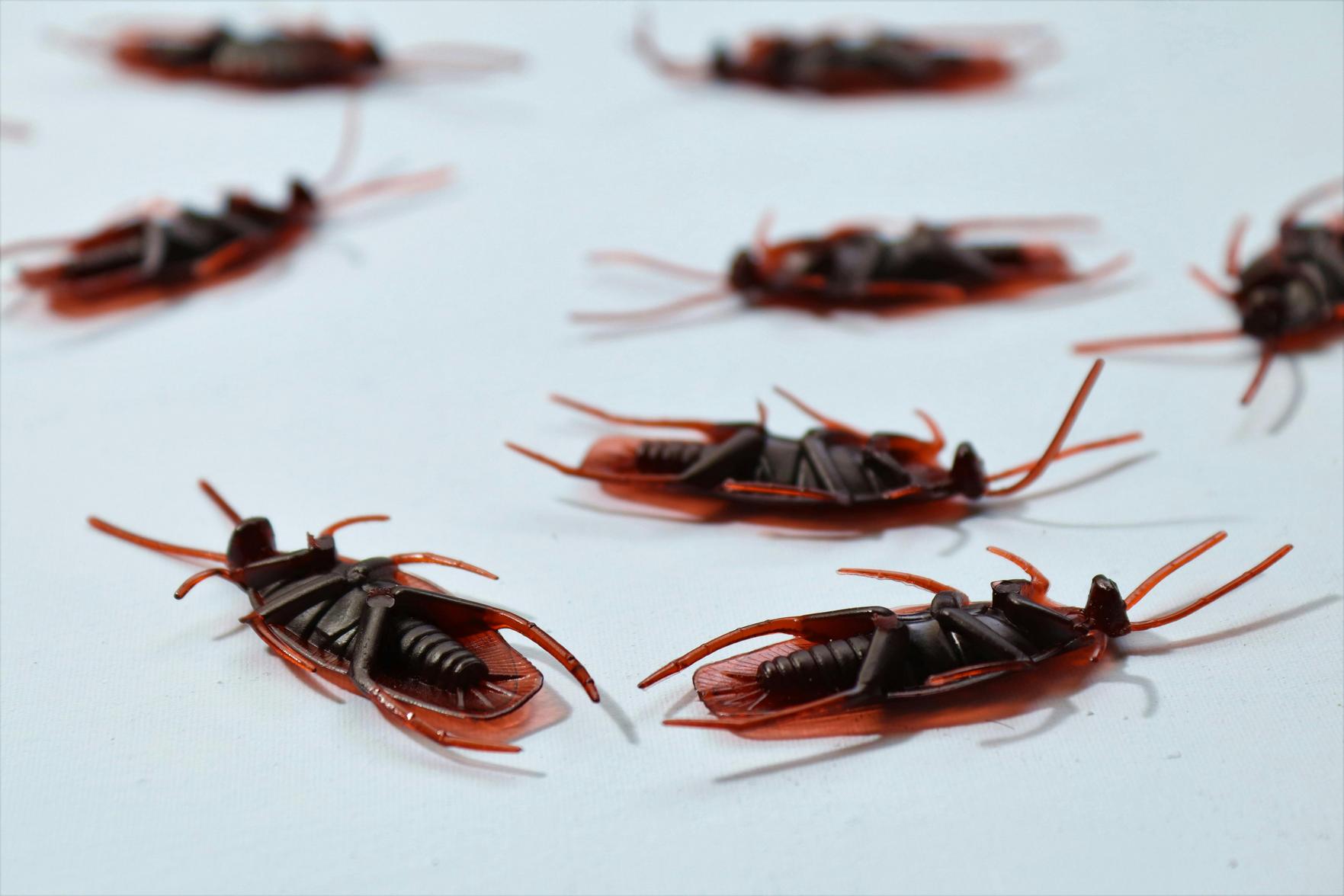 Como Combater Infestações de Pragas: Soluções Eficazes 24 Horas para Residências e Empresas